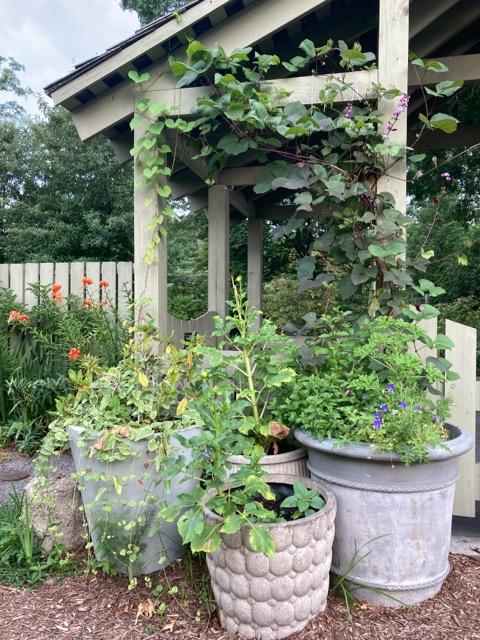 3 large concrete planters with plants overflowing from them.  in the background is a grey trellis with a vine growing on it.