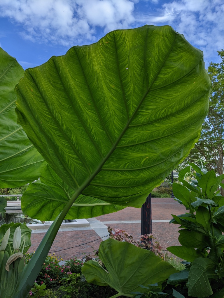 large colocasia leaf (elephant ears plant).  the leaf looks translucent with the blue sky in the background. The leaf is striped dark and light green from the mid-vein.